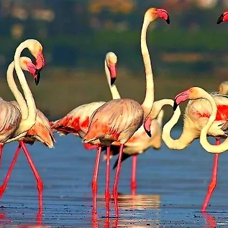 Arena Y Mar Torrevieja-apartamento Torrevieja