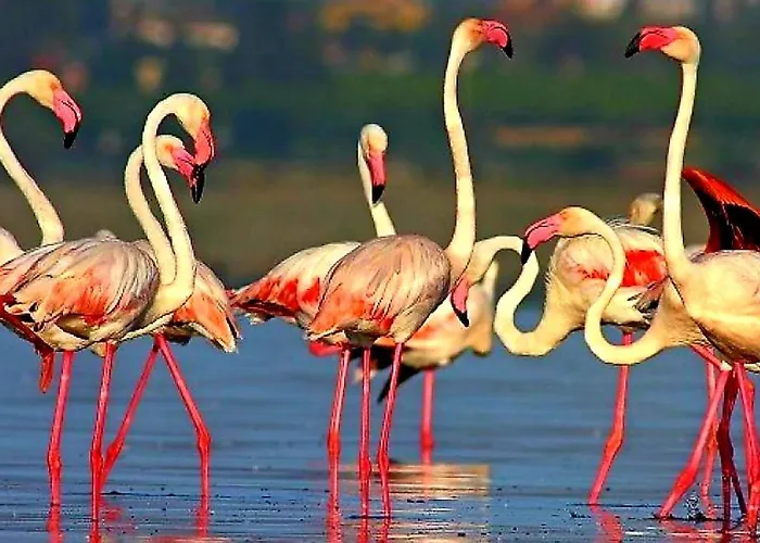 Arena Y Mar Torrevieja-apartamento Torrevieja